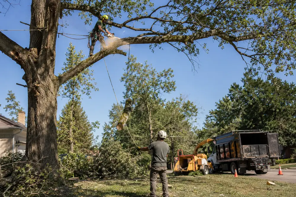 A roped climber cuts a limb high in an oak while the ground crew guides the lowering rope